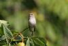 Spotted Flycatcher at Priory Park (Steve Arlow) (46966 bytes)